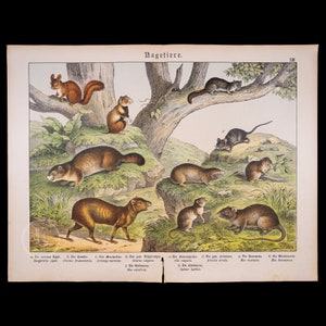 1872 Agouti, Hamster, Marmot, Wood Mouse, Dormouse, Mole, Rat -Original very rare lithograph from Natural History of Mammals Prof. Schubert