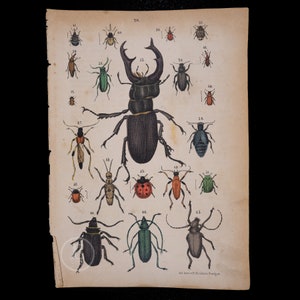 1871 Beetles: Stag, Furry, Wasp, Oil, Mealworm, Dor, Goldsmith, Rose Chafer - Original Lithography from Natural History by Heinrich Rebau