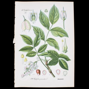 May include: Botanical illustration of a plant with green leaves, white flowers, and detailed diagrams of its parts. The artwork is on aged paper, with text in German and Latin, showcasing a vintage aesthetic.