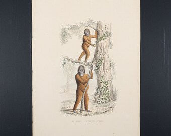 ORANG-OETAN / Authentieke staalgravure en handgekleurde Vignetten de Buffon 1839
