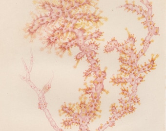 Soft Corals from 1866 . Rare Antique marine print . Original antique print . Sea life old print