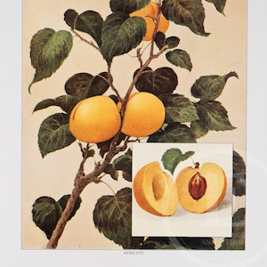 Abrikozen - originele vintage kleurenlithografie 1911