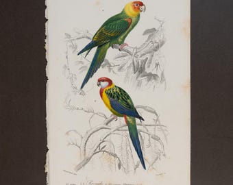 1849 Carolina parakeet and Eastern rosella - Dictionnaire d'histoire by Charles d'Orbigny - Engraving HAND COLORED!