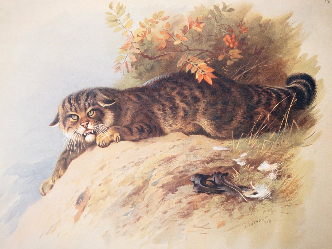 Wild Cat - Vintage Print From the Book "british Mammals" A. Thornburn ...