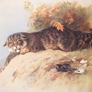 &quot;Wildkatze - Vintage Kunstdruck aus dem Buch &quot;&quot;British Mammals&quot;&quot; A. Thornburn, Vol. 1 - 1921