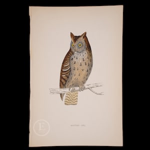 MOTTLED OWL  - British Birds - Original colored engraving 1856, ornithology authentic plate!