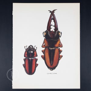 METOPODONTUS STAG BEETLE - Color Offset vintage lithography  of Butterflies from the 60s - Insects wall decor