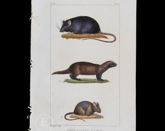 Rat, S. American Greater Grison and Mouse / Authentic steel engraving from Oeuvres Completes de Buffon 1829 - Hand colored!