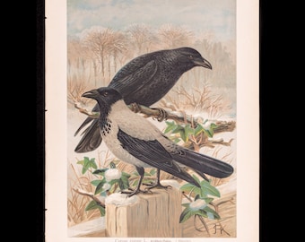 Carrion and Hooded Crows:  Males  - Big chromolithographed antique Ornithology Print Naumann 1897 (11 x 15 inches)
