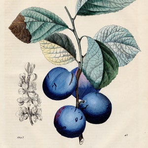 The Plum Tree - VERY RARE - Original lithography out of &quot;Das Buck der Welt&quot; 1847