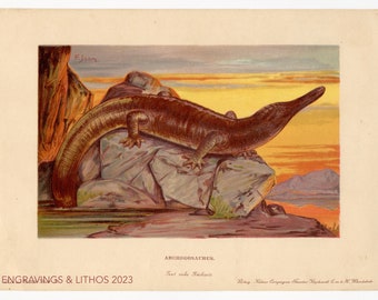 1902 Archegosaurus: Founding lizard -Vintage print from Tiere der Urwelt (Creatures of the Primitive World)