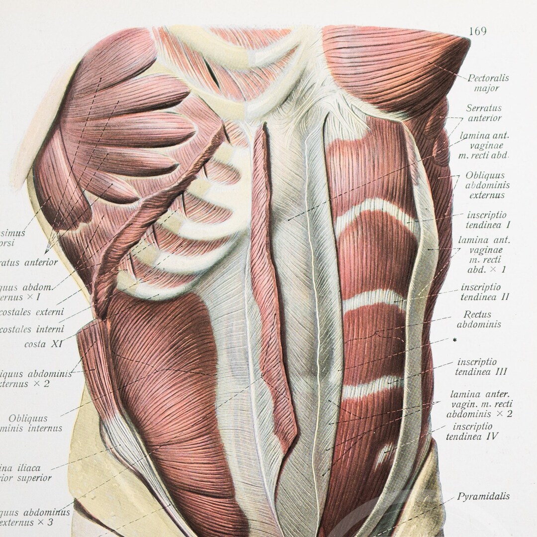 Abdominal Muscles Deeper Layers Of Abs Muscles Human Anatomy 