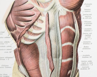 Abdominal muscles / Deeper layers of abs muscles / Human Anatomy - Descriptive Anatomy Book 1926 - Printed on both sides!