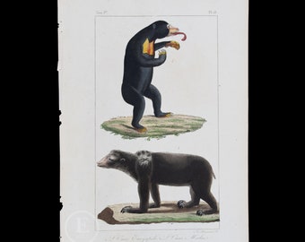 Sloth Bear and Sun Bear / Authentic steel engraving from Oeuvres Completes de Buffon 1829 - Hand colored!