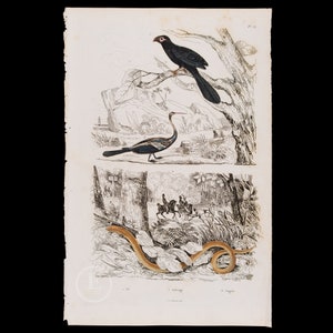 Peut inclure: Une illustration ancienne représentant un oiseau noir perché sur une branche, un oiseau au long cou avec un plumage coloré et un serpent se faufilant dans le feuillage. L'illustration est en noir et blanc avec des détails peints à la main en couleur.