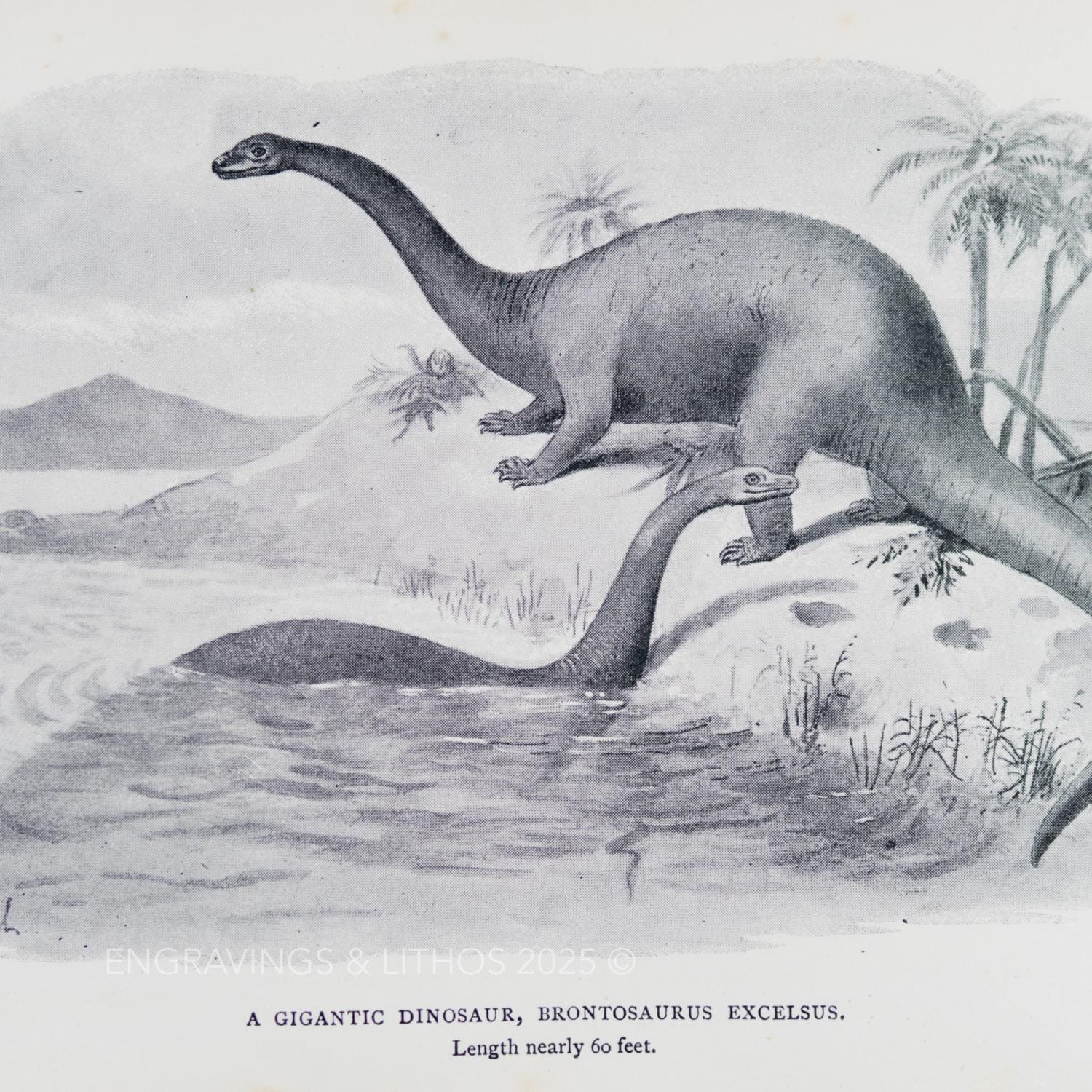 1897 GIGANTIC DINOSAUR (brontosaurus Excelsus) – Original Extinct ...