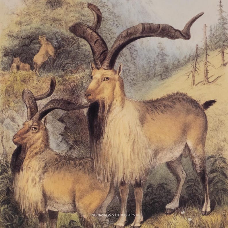 May include: A vintage-style illustration depicting two markhor goats with long, spiraling horns and shaggy neck fur standing in a mountainous landscape. The image features the text ENGRAVINGS & LITHOS 2025 at the bottom center in a small font.