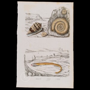 1837 Admiral Cone/Spiral Shell/Lamprey  – Original 1837 Botanical Engraving from Guérin’s Natural History Encyclopedia – Hard to Find