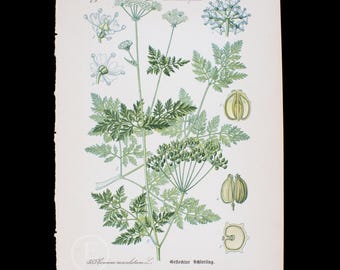 1888  POISON HEMLOCK - Flora of Germany, Austria and Switzerland Original Botanical Chromolithograph