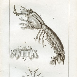 1825 - Mantis Shrimp / From a french book of Crustaceans / Very RARE Engraving - Almost 200 years old!