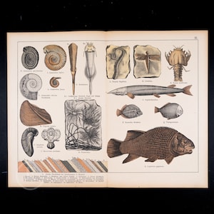 Puede incluir: Una ilustración vintage de varios fósiles y criaturas prehistóricas, incluyendo amonites, trilobites, peces y una libélula. La imagen está impresa en una página de un libro con un título y un número de página.