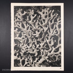 May include: A black and white vintage print featuring a detailed botanical illustration of branching lichen or coral-like structures. The rectangular paper has a white border and the number 68 printed in the bottom right corner of the image area.