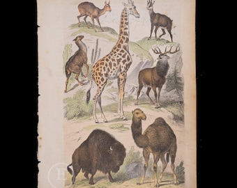 May include: A vintage-style paper print featuring a collection of hand-coloured illustrations of various animals including a giraffe, a camel, a bison, a deer, and two smaller ungulates, all set within a natural landscape scene.