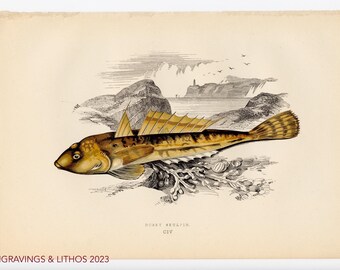 1894 Pez esculpido oscuro - Cromolitografía original de peces de agua dulce británicos