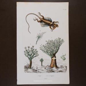 1846 Flygande ödla och drakträd - gravyr förbättrad med akvarell från Guerin Dictionary