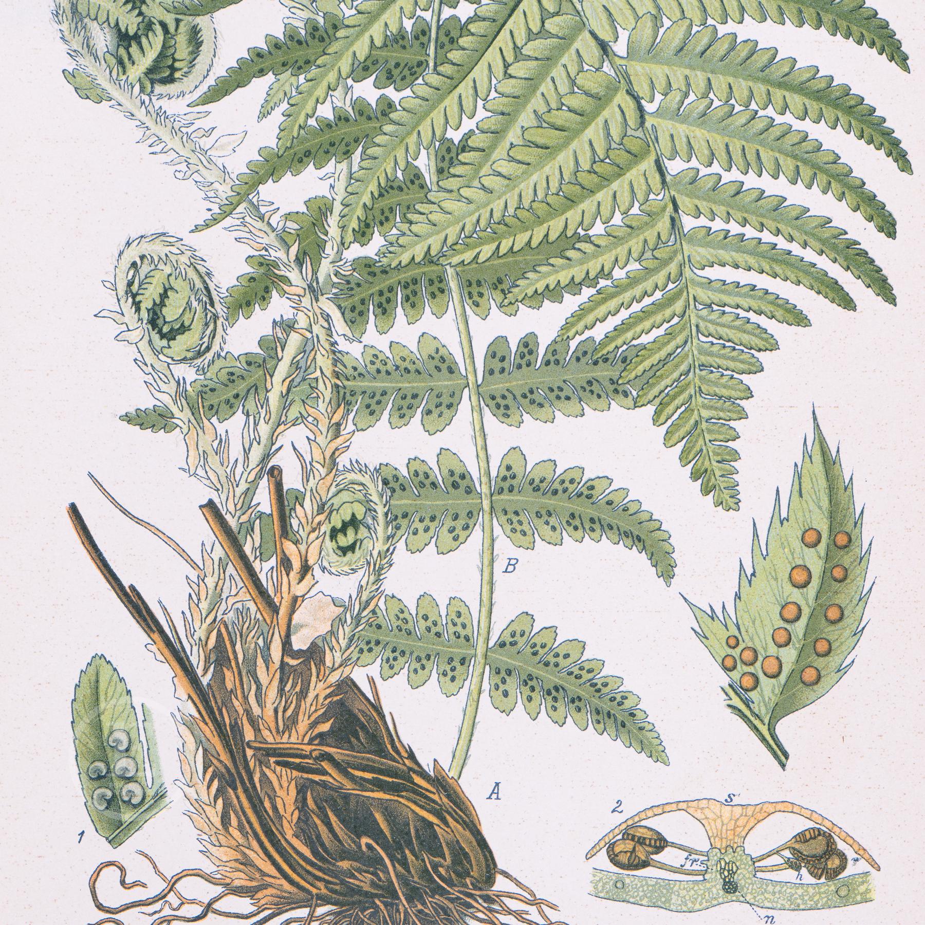 1886 FERNS: MALE and SHIELD Ferns - Original From Flora of Germany ...