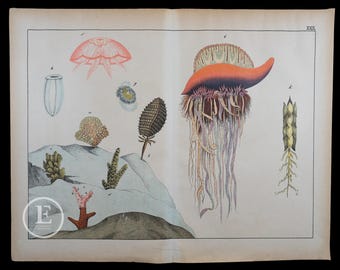 1872  CORALS and MARINE ORGANISMS - Original Lithograph from Natural History of Mammals by Prof. Schubert - Scarce!