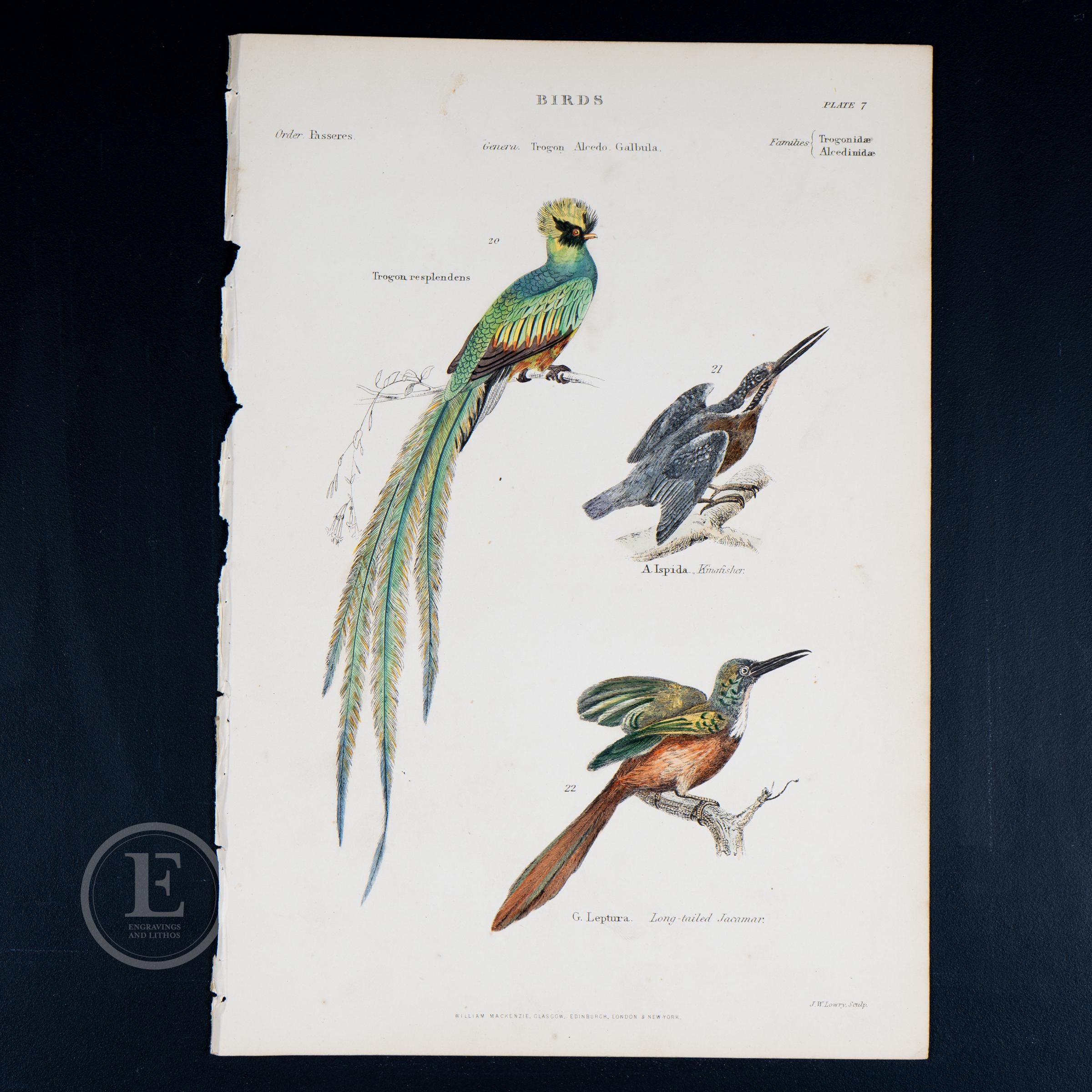 1859 BIRDS: Resplendent Quetzal, Kingfisher, Long-tailed