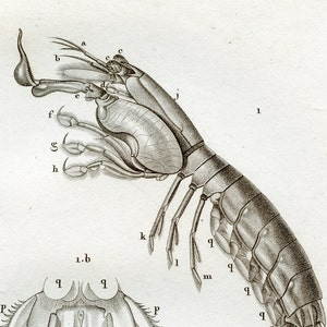 1825 - Mantis Shrimp / From a french book of Crustaceans / Very RARE Engraving - Almost 200 years old!