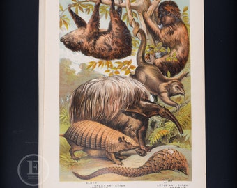 Sloth, Armadillo, Ant-eater, Pangolin - Original Litho from "Johnson's Book" 1880 - Very Rare!