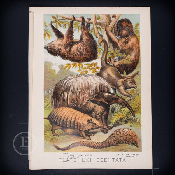 Sloth, Armadillo, Ant-eater, Pangolin - Original Litho from "Johnson's Book" 1880 - Very Rare!