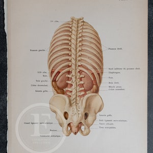 Thoracic and abdominal organs of a child, posterior view - Human Anatomy - Topographyc Anatomy Book 1905 - Rare Lithography