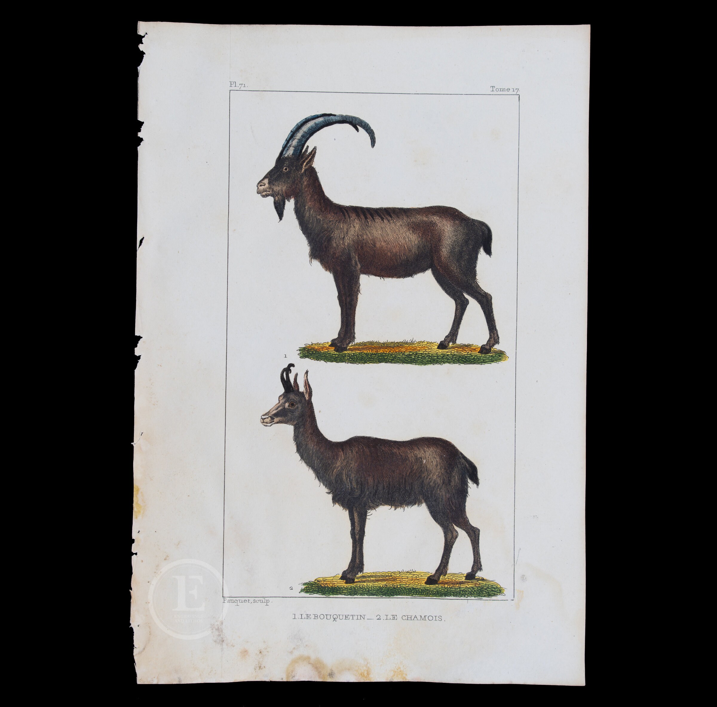 1829 ALPINE IBEX and CHAMOIS / Authentic steel engraving from Oeuvres Completes de Buffon  - Hand colored!