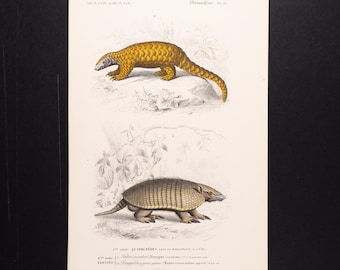 Armadillo / Pangolin - Hand-colored Original Antique Animal Print