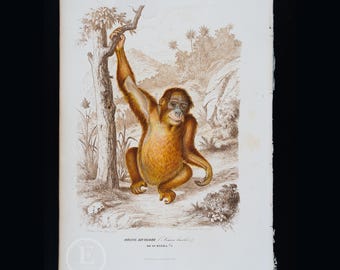 Orang-outan de 1855 - Lithographie originale coloriée à la main d'après l'histoire naturelle des mammifères de Paul Gervais