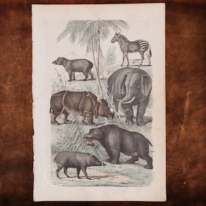 1866 Zebra, Indian Elephant, Rhinoceros, Hippopotamus, Babirusa, Tapir  - Original Lithography from Natural History by Heinrich Rebau