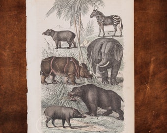 1871 Zebra, Indian Elephant, Rhinoceros, Hippopotamus