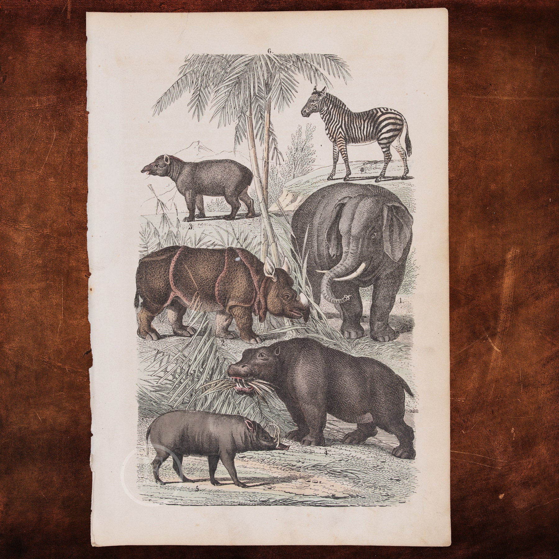 1866 Zebra, Indian Elephant, Rhinoceros, Hippopotamus
