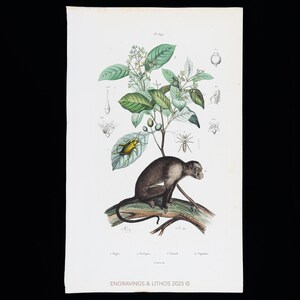 May include: A vintage botanical print depicting a monkey on a branch, alongside a plant, insect, and spider. The artwork is in colour, with the monkey in brown and white tones, and the plant with green leaves and white flowers. The text "ENGRAVINGS & LITHOS 2025 ©" is at the bottom.