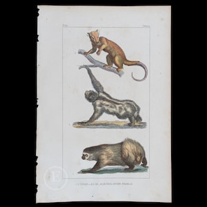 Puede incluir: Una ilustración antigua de tres perezosos. El perezoso de arriba es marrón y tiene una cola larga. El perezoso del medio es gris y negro y está estirando los brazos. El perezoso de abajo es marrón y camina en cuatro patas. La ilustración se titula "11/UNAD.-2/AI. - SIE PHALANGER FEMELLE"