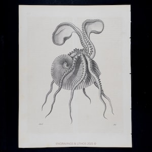 May include: A monochrome engraving of an octopus and nautilus shell. The octopus is depicted with multiple tentacles, positioned above the shell. The image is a vintage print on paper. The text "ENGRAVINGS & LITHOS 2025" is at the bottom.