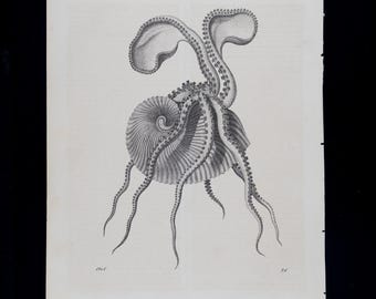1848 OCTOPUS with SHELL – Antique hand-colored engraving / Original Vintage Book Plate