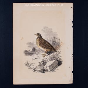 1851 THE QUAIL – Antique Lithograph – Original The Natural History of the Sacred Scriptures, and Guide to General Zoology