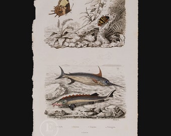 1847 Erotyle/Erycine/Swordfish/Sturgeon  – Original 1847 Botanical Engraving from Guérin’s Natural History Encyclopedia – Hard to Find