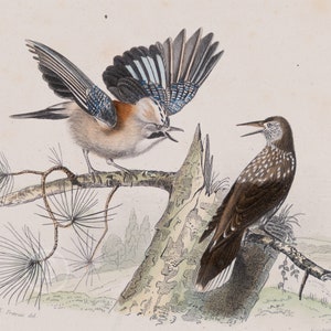 以下が含まれることがあります： 枝に止まっている2羽の鳥を描いたヴィンテージイラスト。左側の鳥は青と白の羽を持ち、右向き。右側の鳥は白斑のある茶色で、左向き。背景は薄い茶色で、緑と茶色の風景が広がっている。