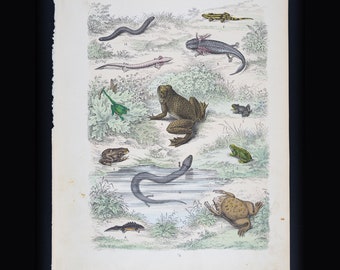 Amphibiens : grenouilles, crapauds, salamandres, rainettes et léopards - Gravure sur acier originale coloriée à la main - Atlas du règne animal de 1861